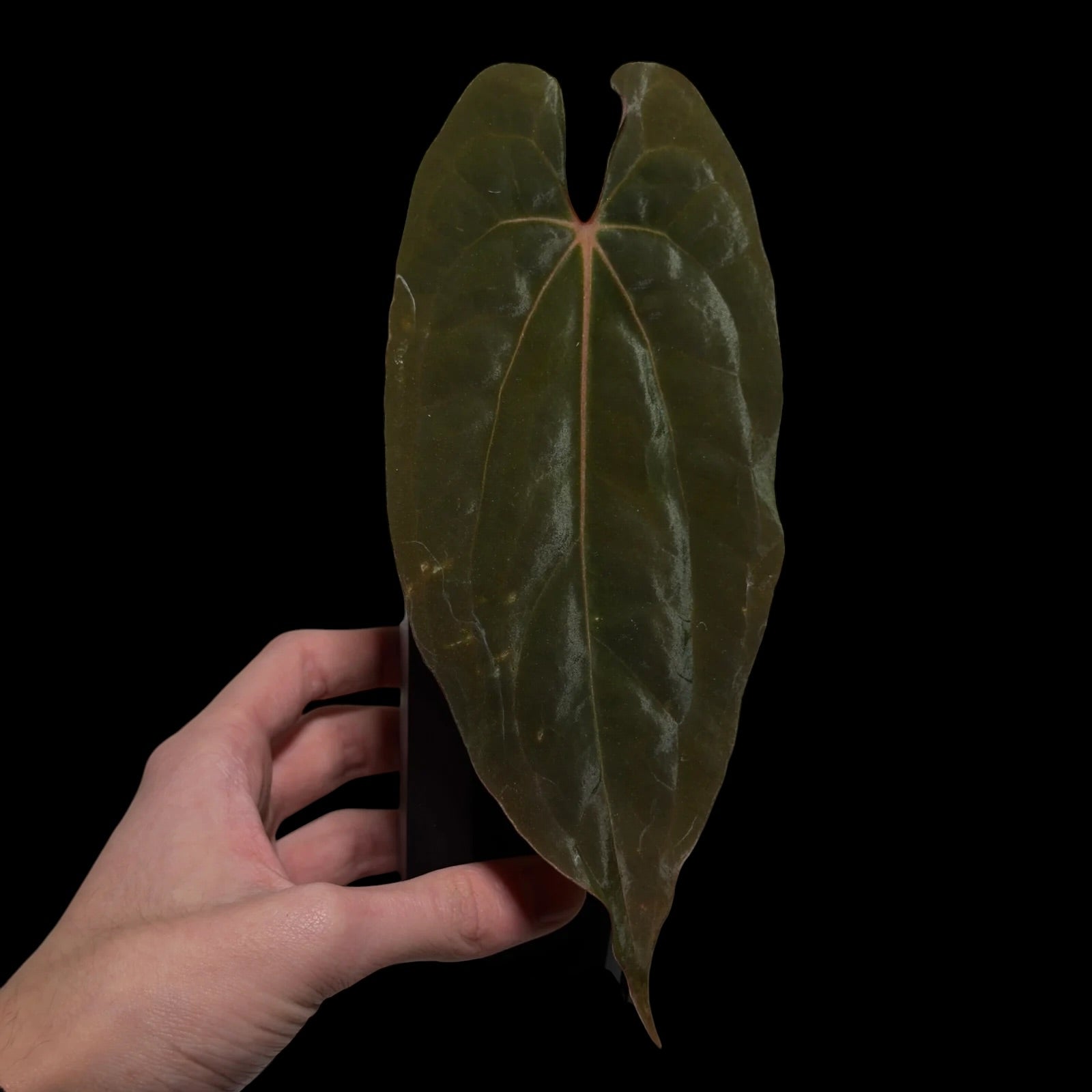 Anthurium (RLFS) JV