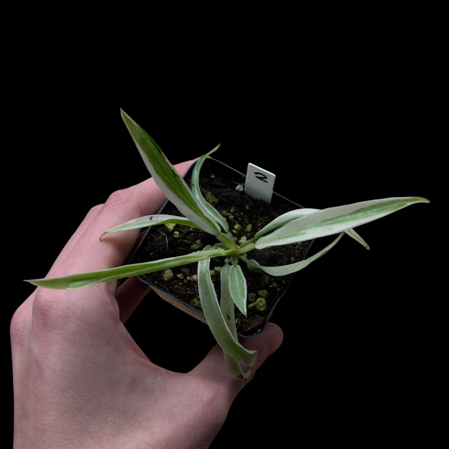 Philodendron Tortum Variegata