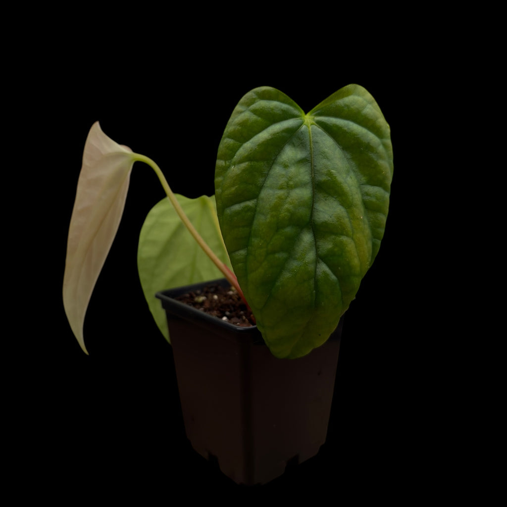 Anthurium Mr. Worldwide x Debile