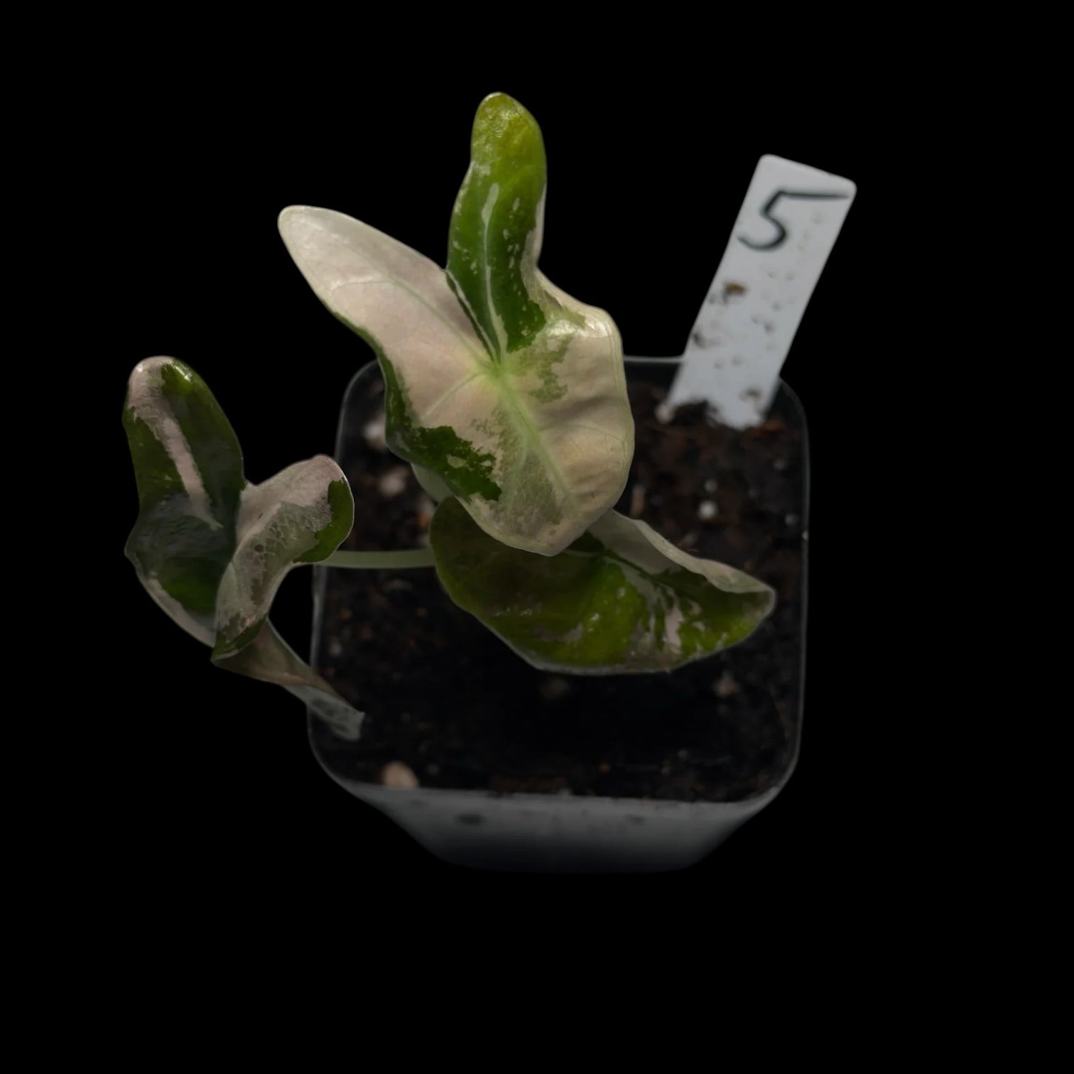 Alocasia Nobilis Pink