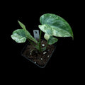 Monstera Legacy