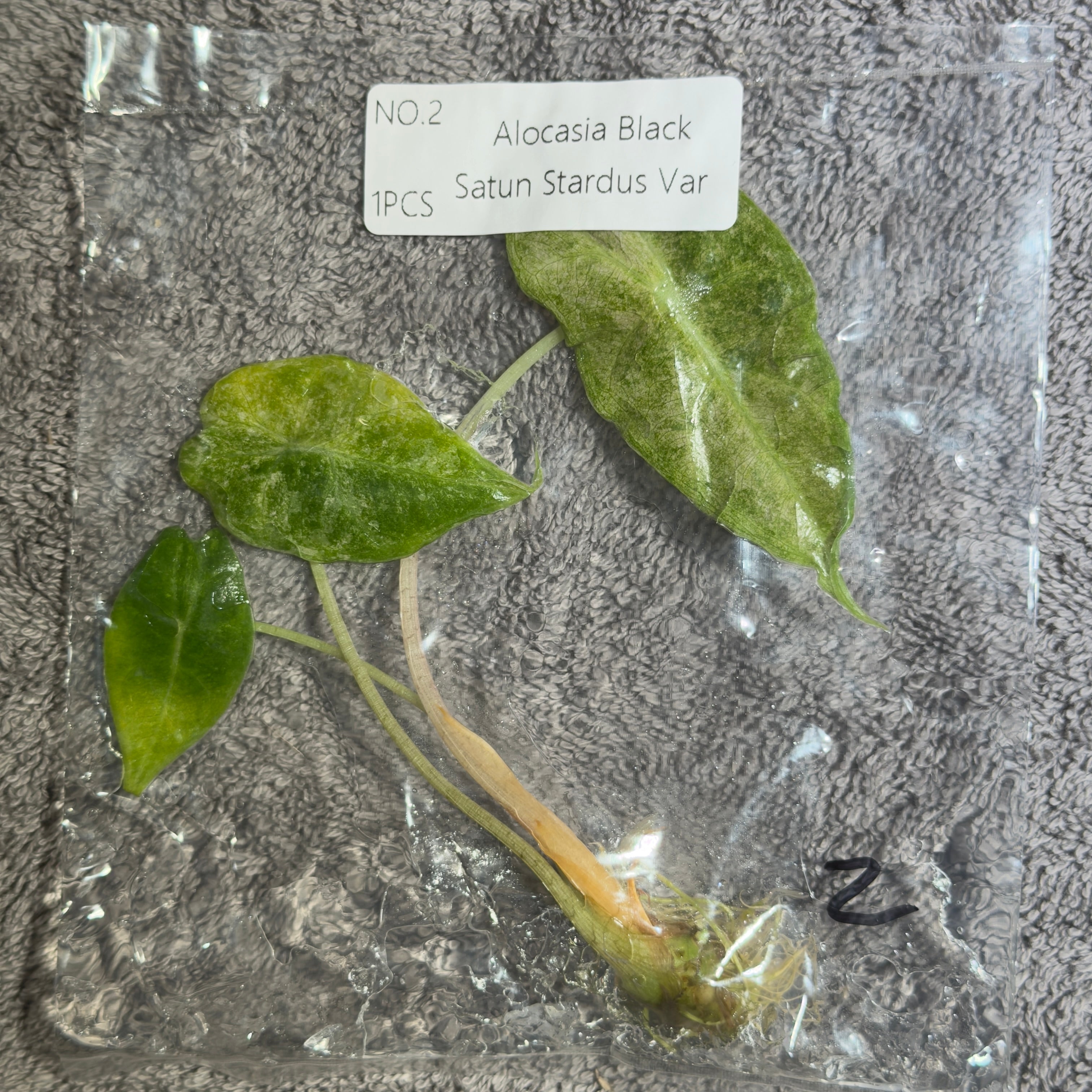 Alocasia Black Satun Stardust | TC