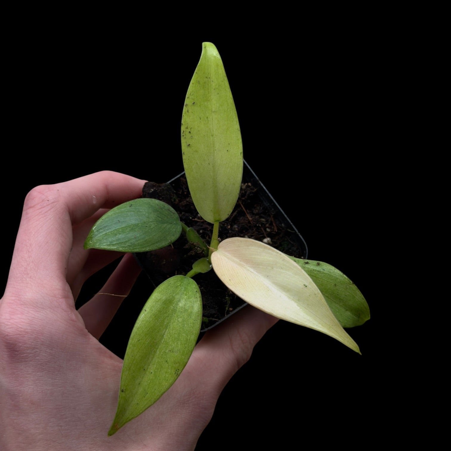 Philodendron Whipple Way