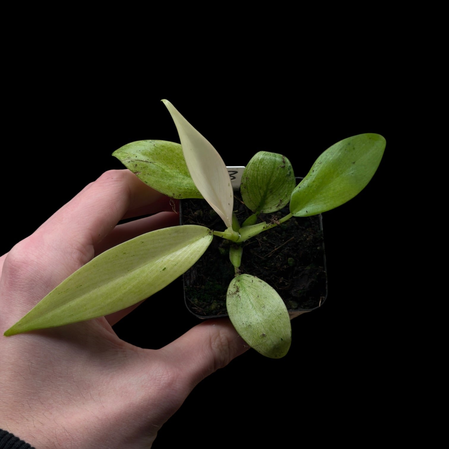 Philodendron Whipple Way