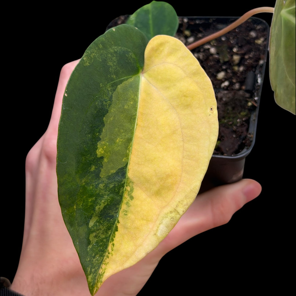 Anthurium AOS Tezula x SKG var. Cutting