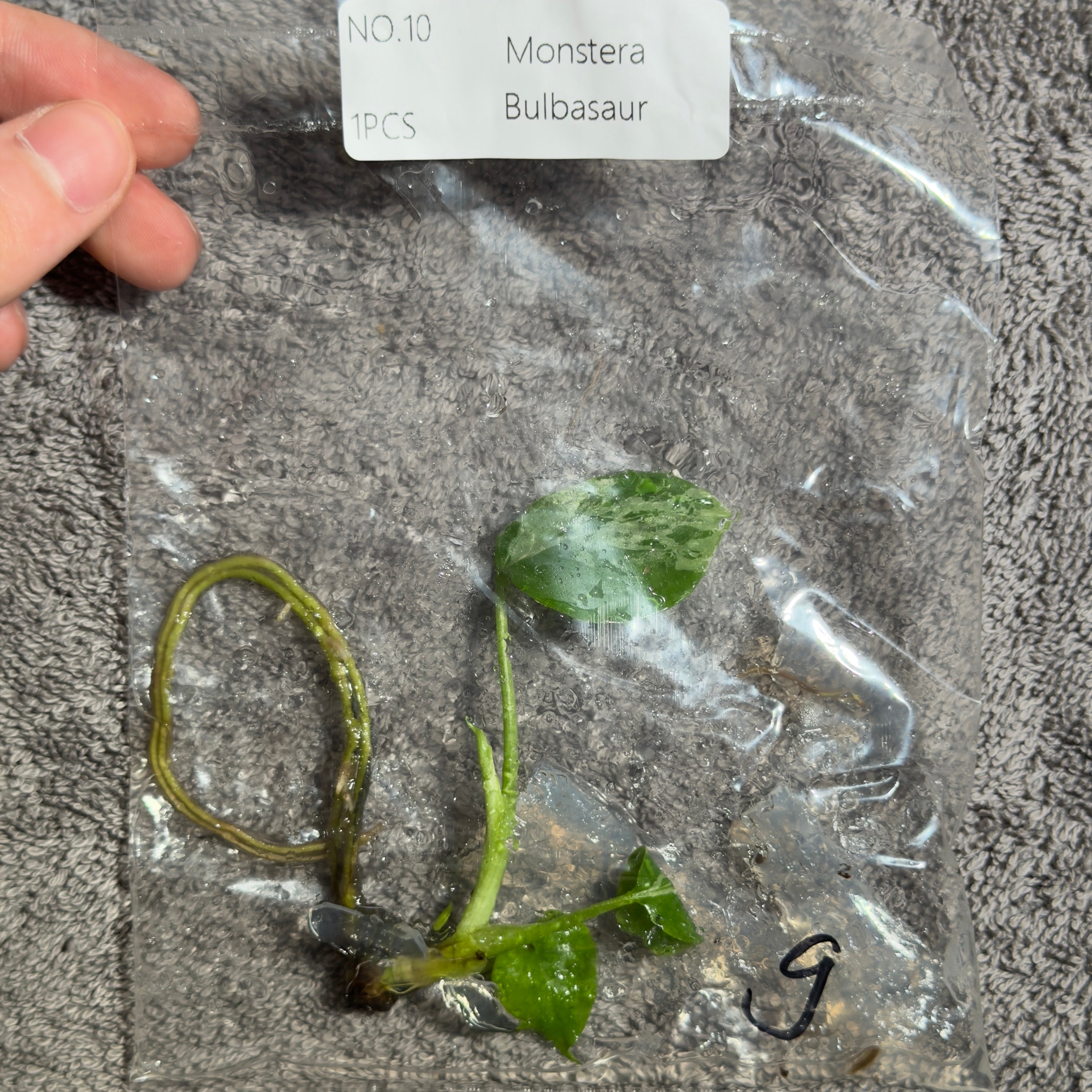 Monstera Bulbasaur | TC