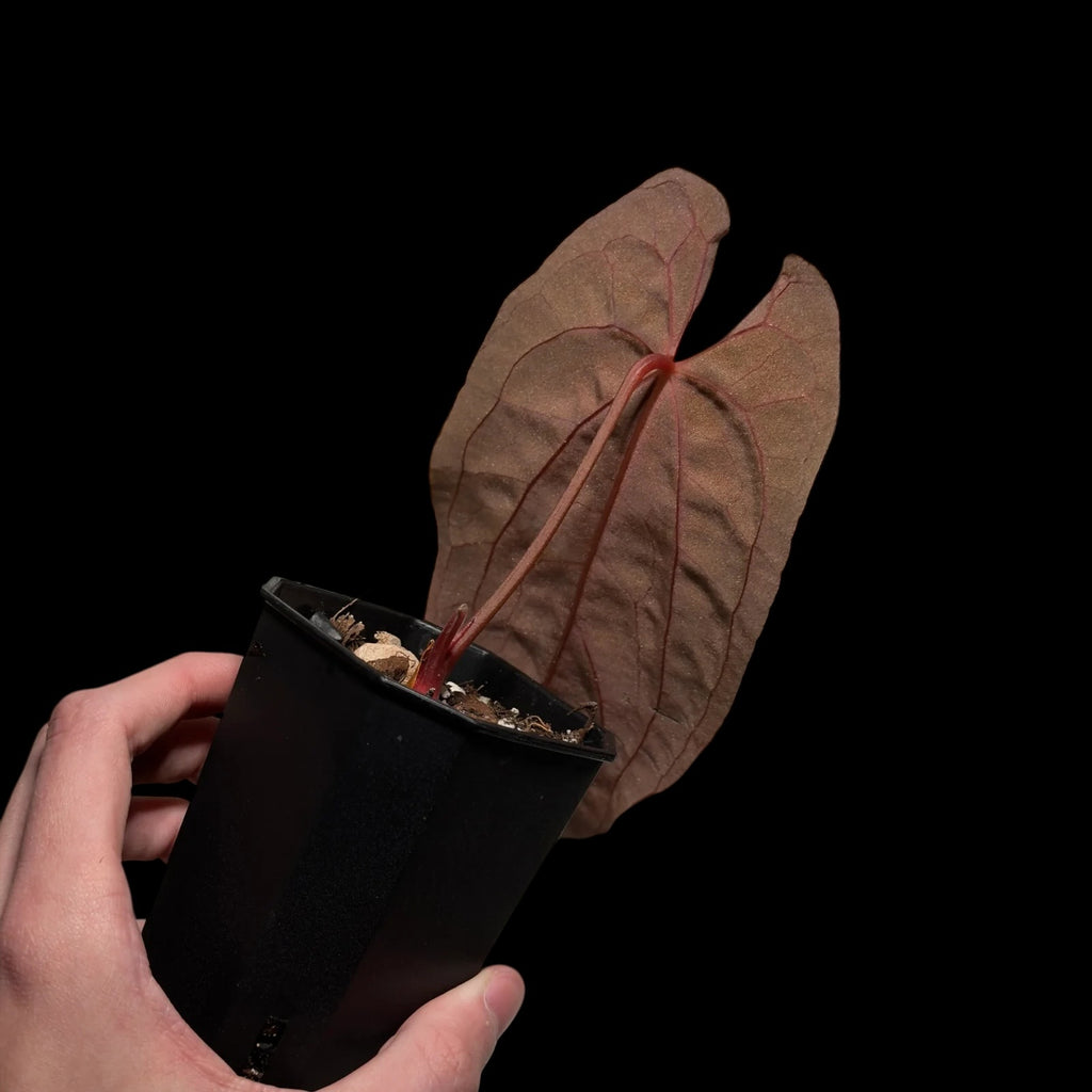 Anthurium (RLFS) JV