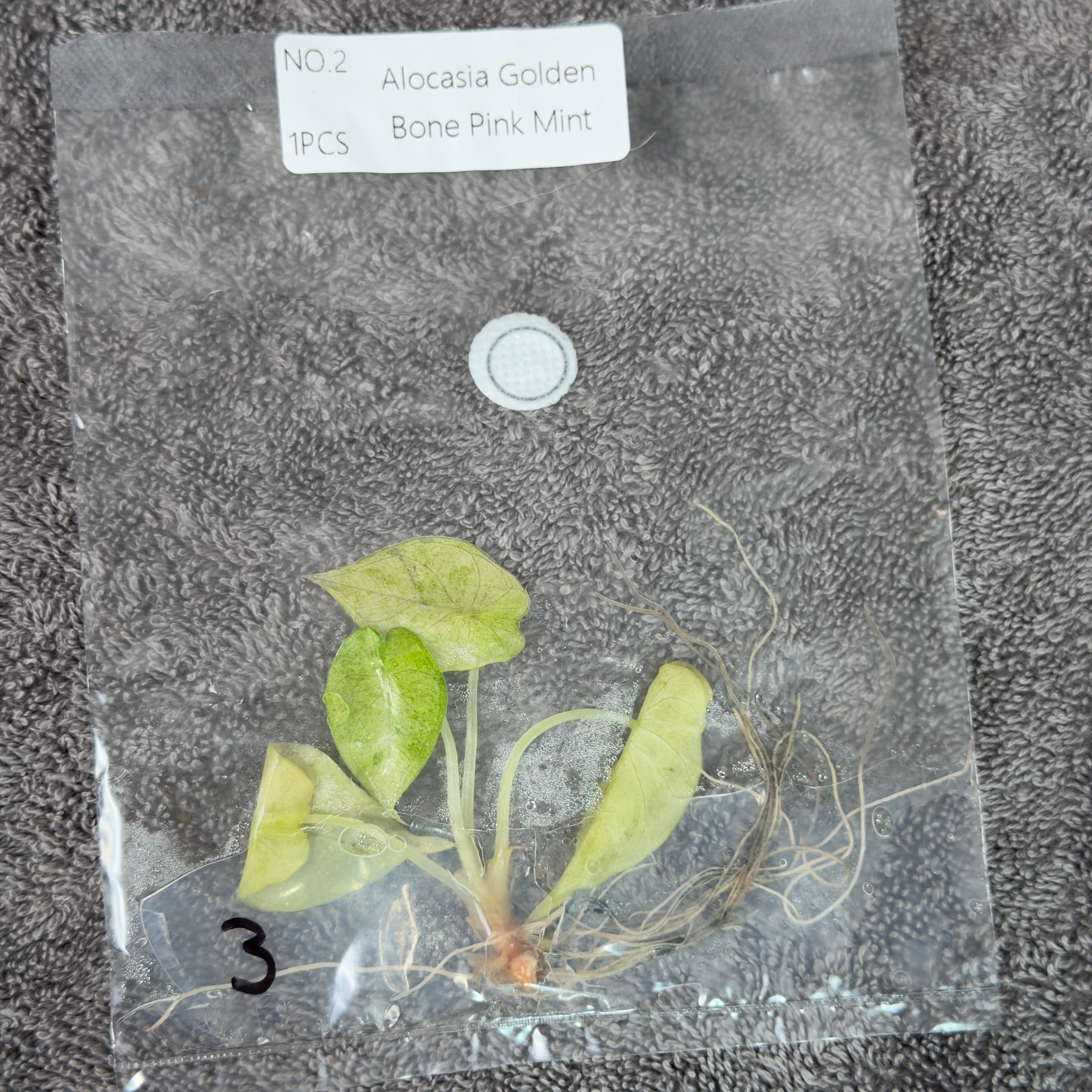 Alocasia Golden Bone Pink Mint | TC