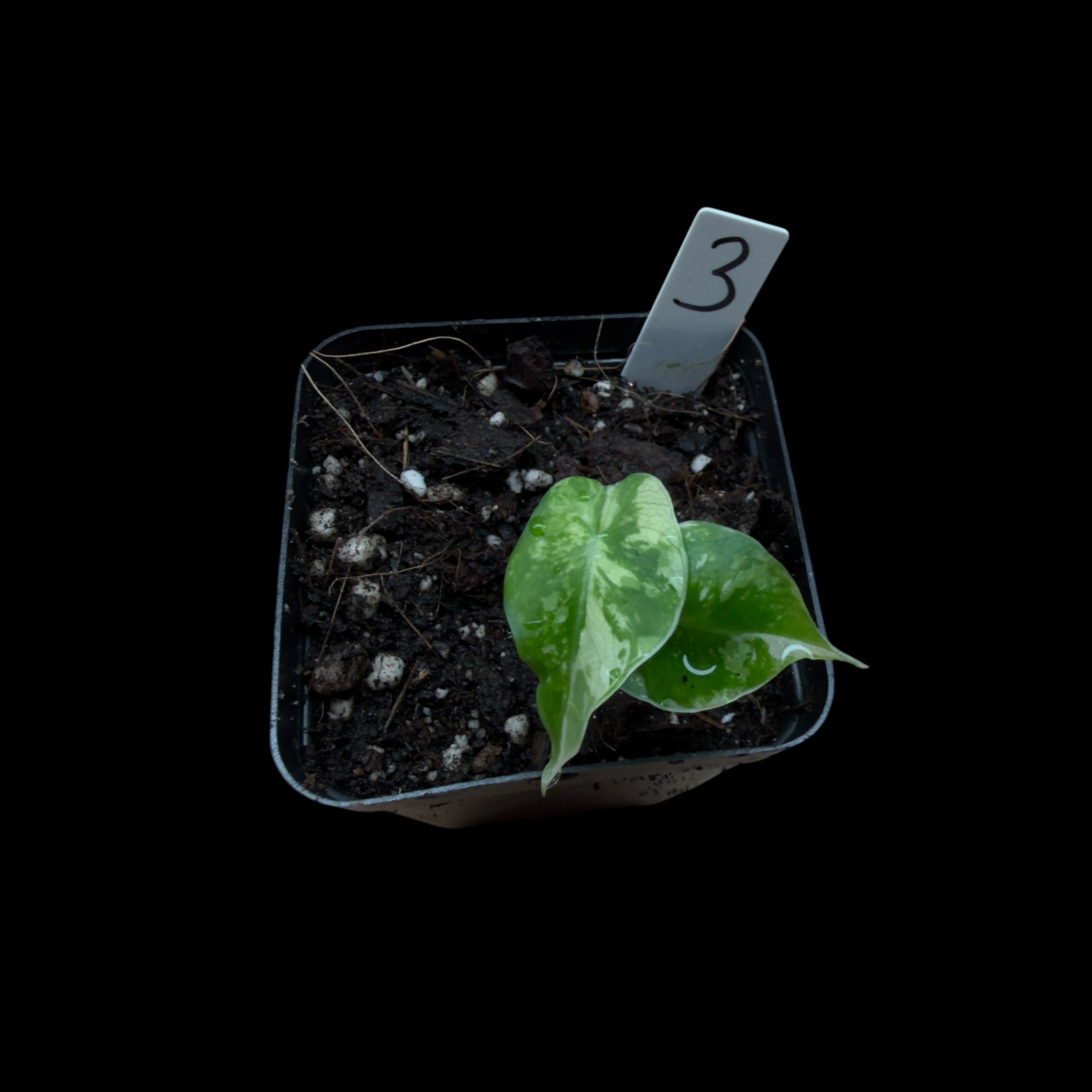 Alocasia Black Velvet Pink