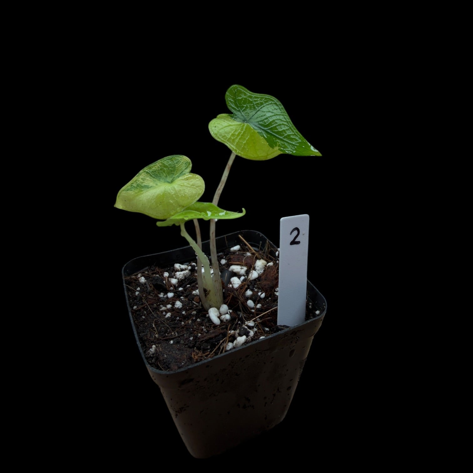 Alocasia Jacklyn Var. / A-Grade
