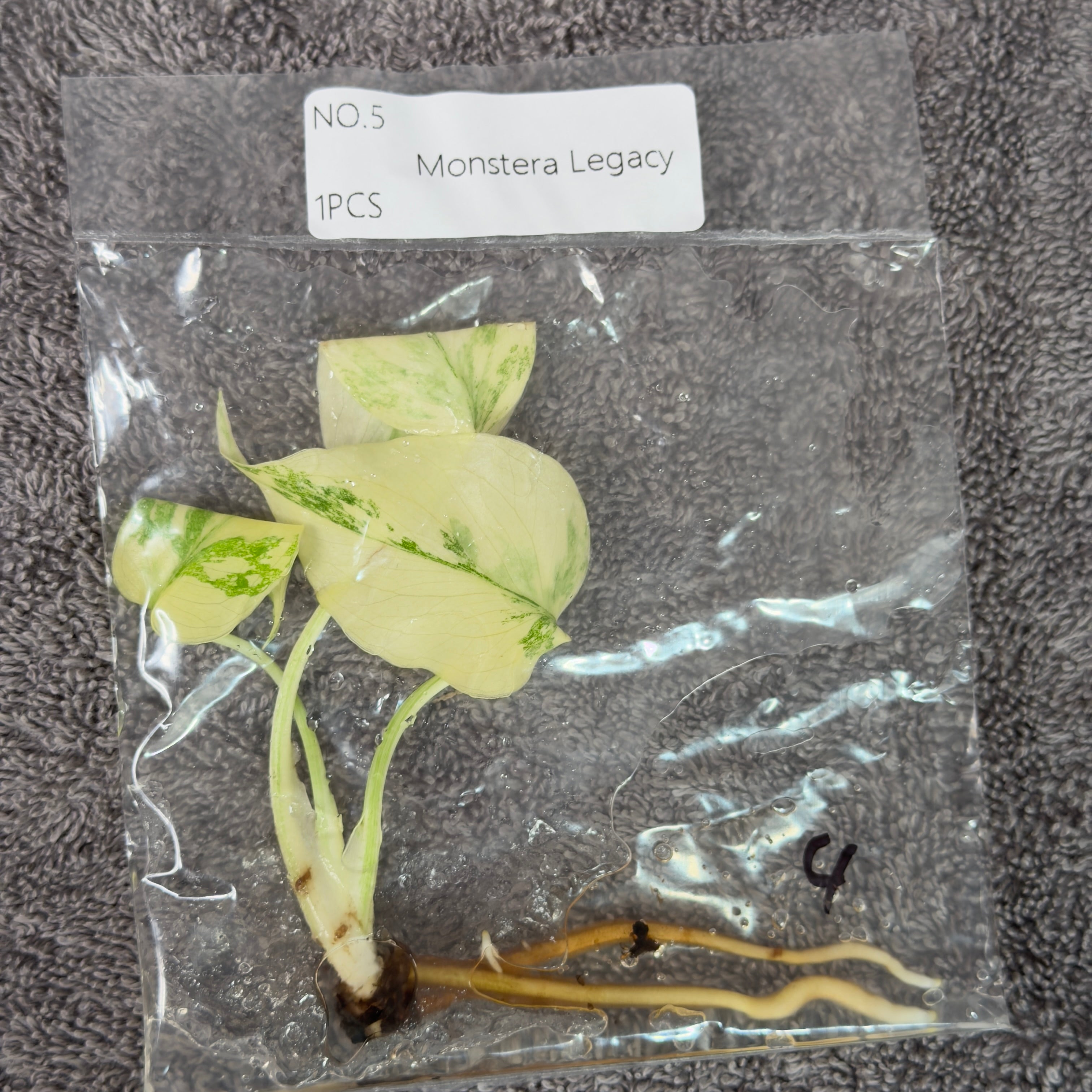 Monstera Legacy | TC
