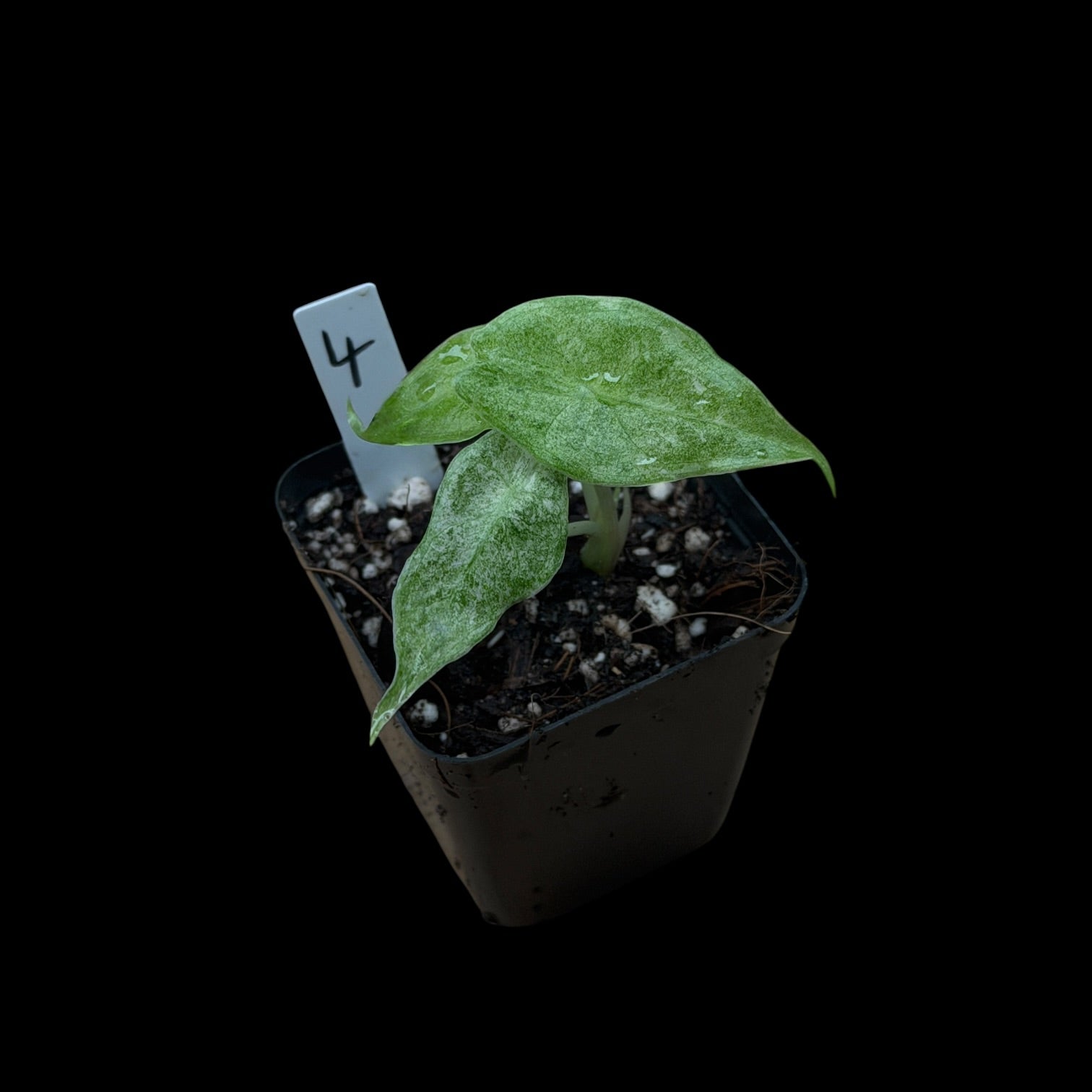 Alocasia Longiloba Black Satun 'Stardust'