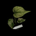 Monstera Mint