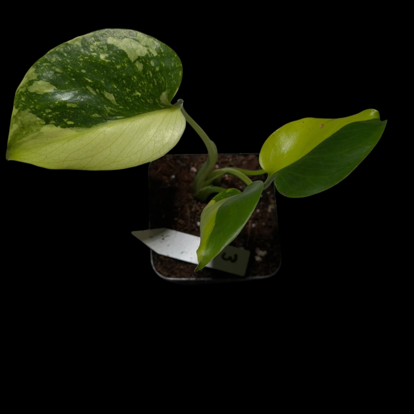 Monstera Electrolyte