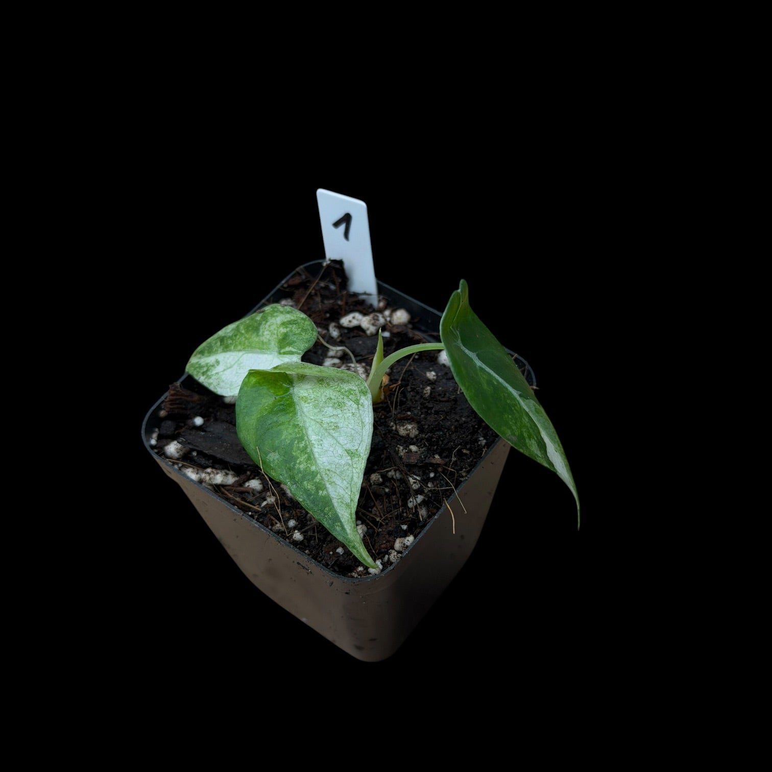 Alocasia Watsoniana Glossy Variegata