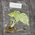 Monstera Legacy | TC
