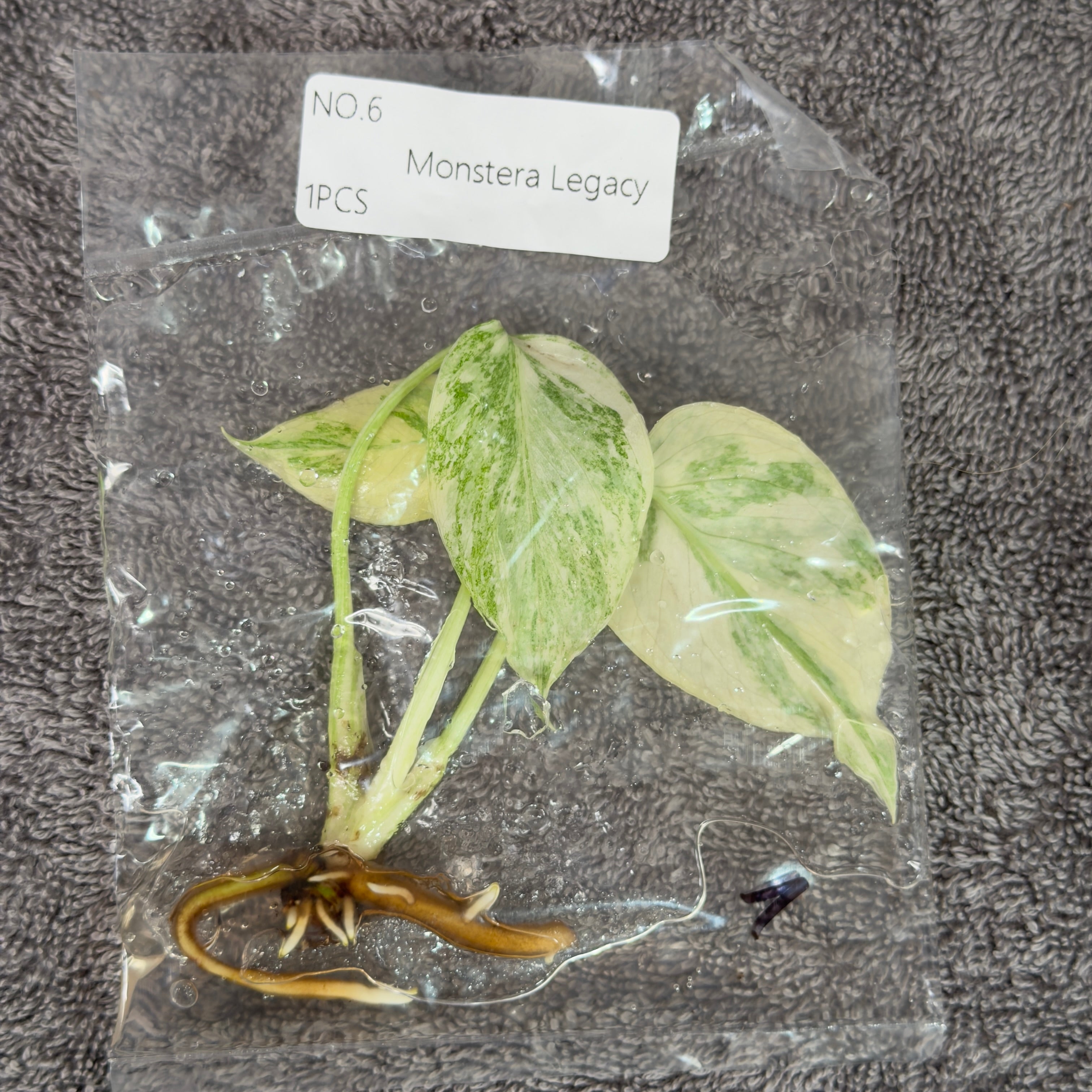 Monstera Legacy | TC