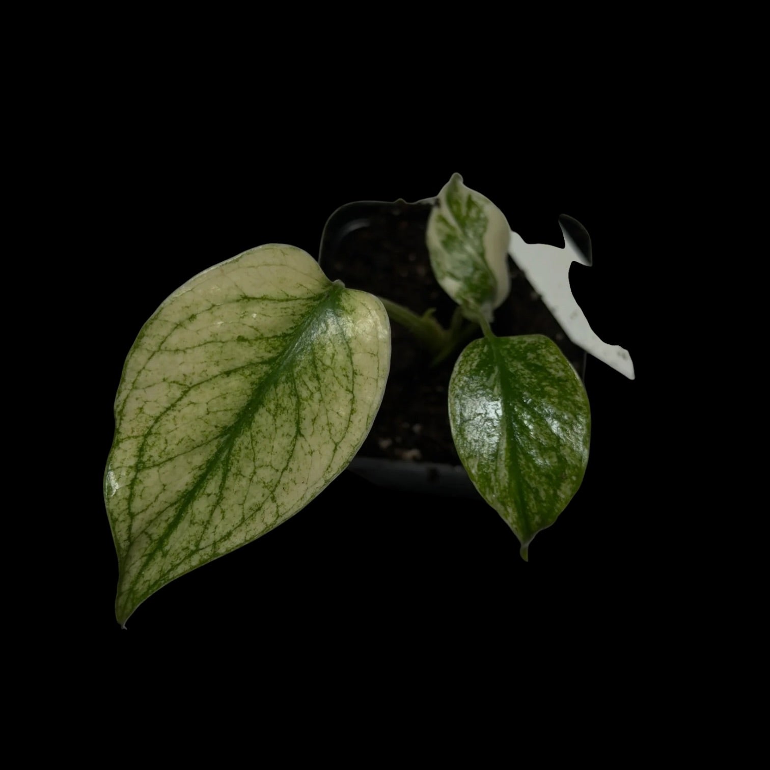 Monstera Mint
