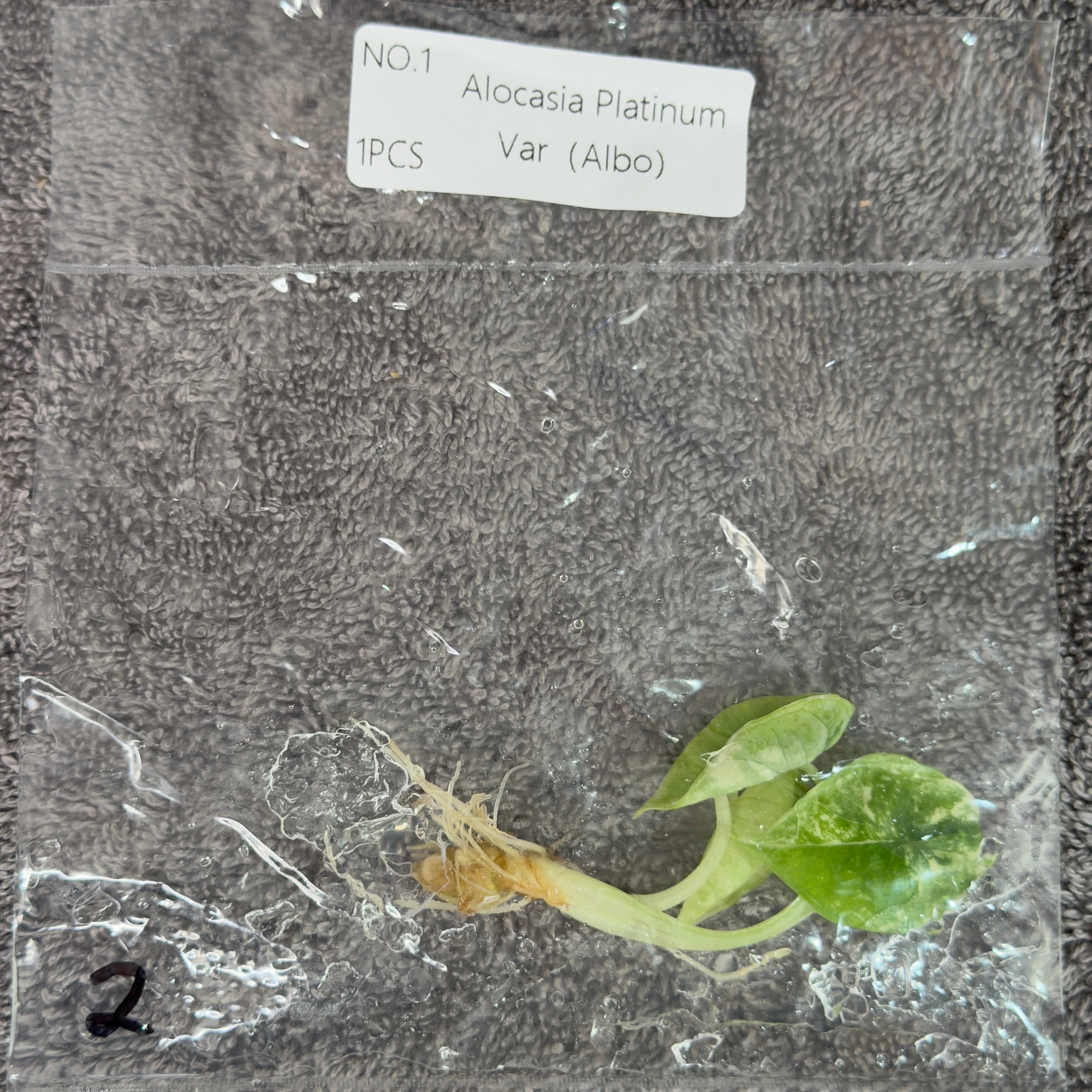 Alocasia Platinum Albo | TC