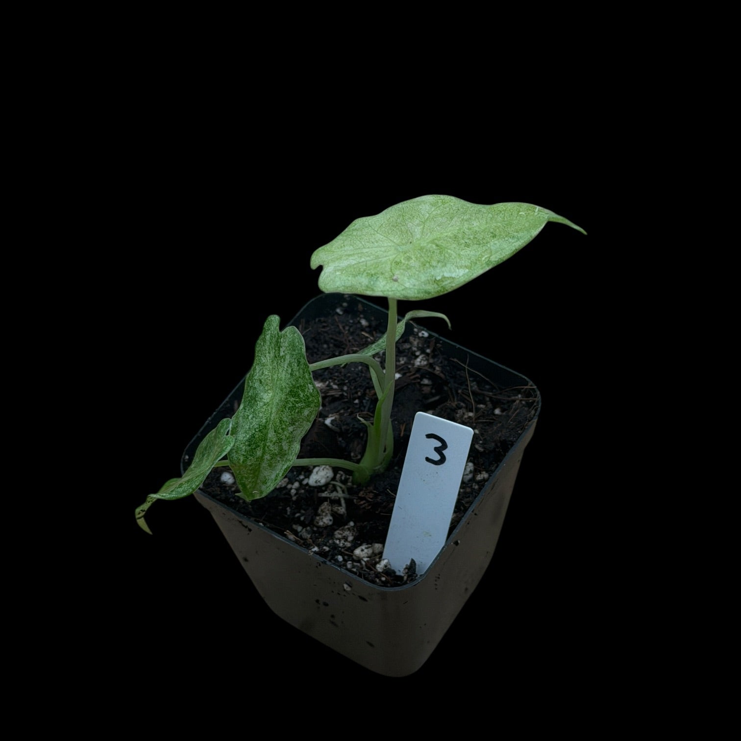 Alocasia Longiloba Black Satun 'Stardust'