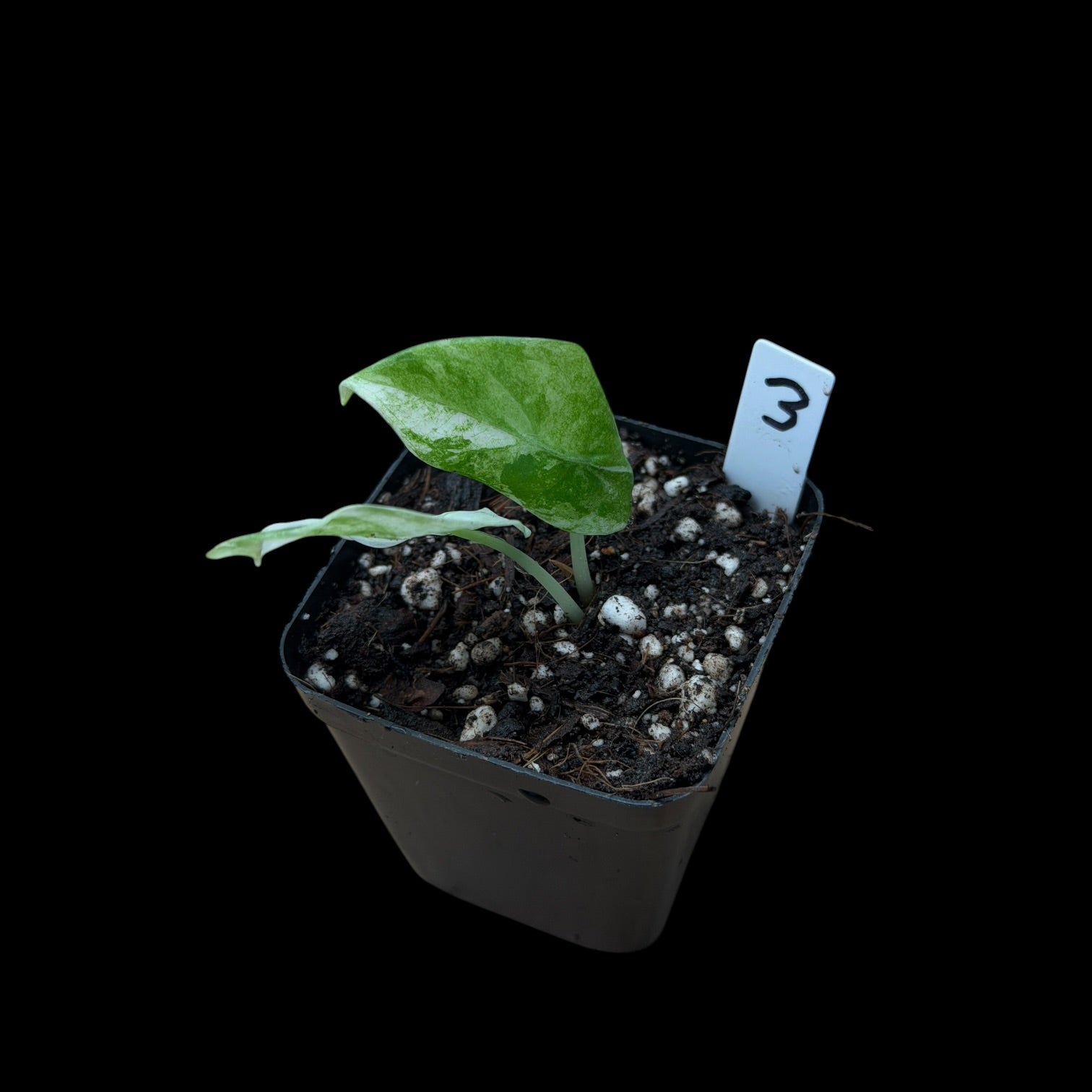 Alocasia Watsoniana Glossy Variegata
