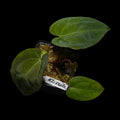 Anthurium AOS x Goliath