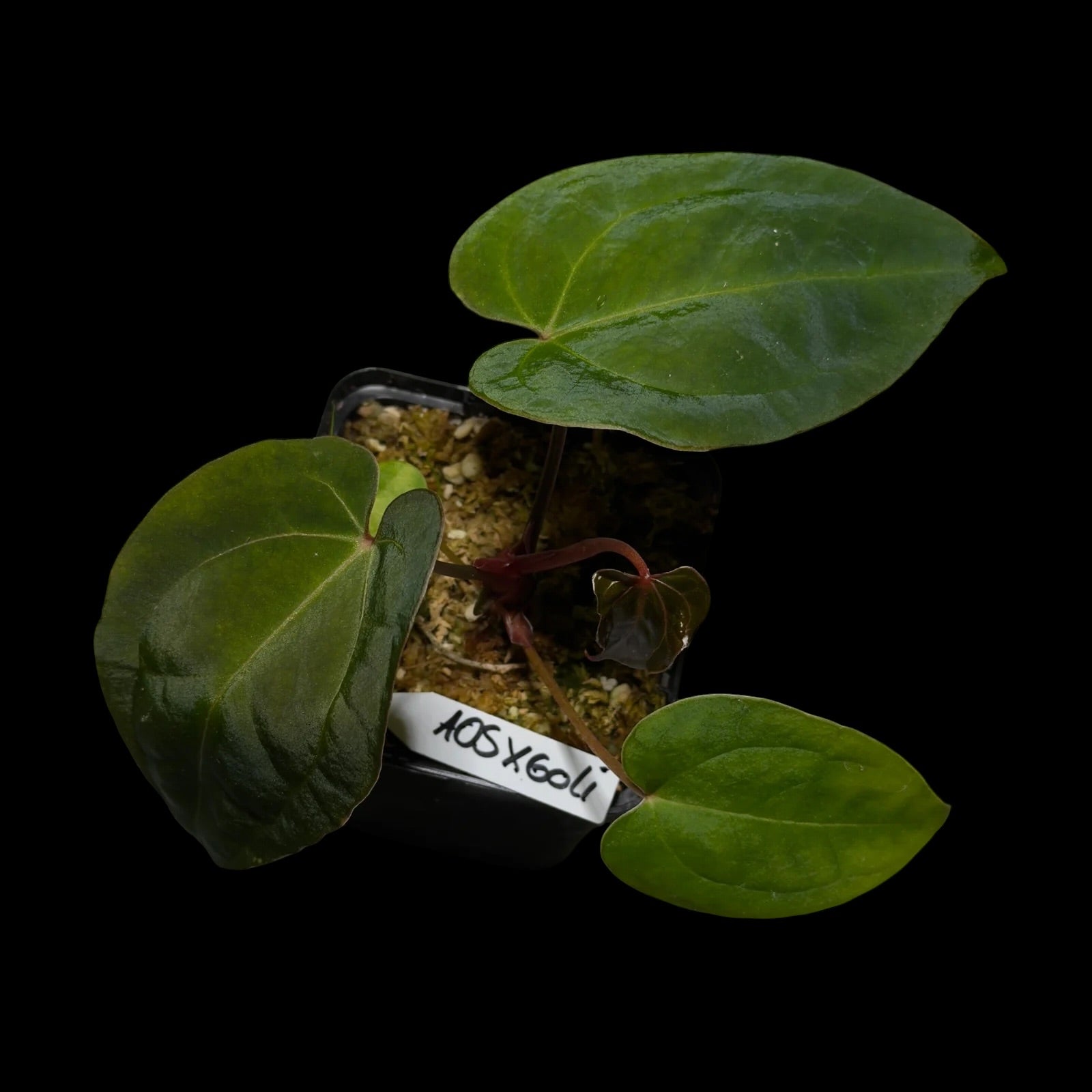 Anthurium AOS x Goliath