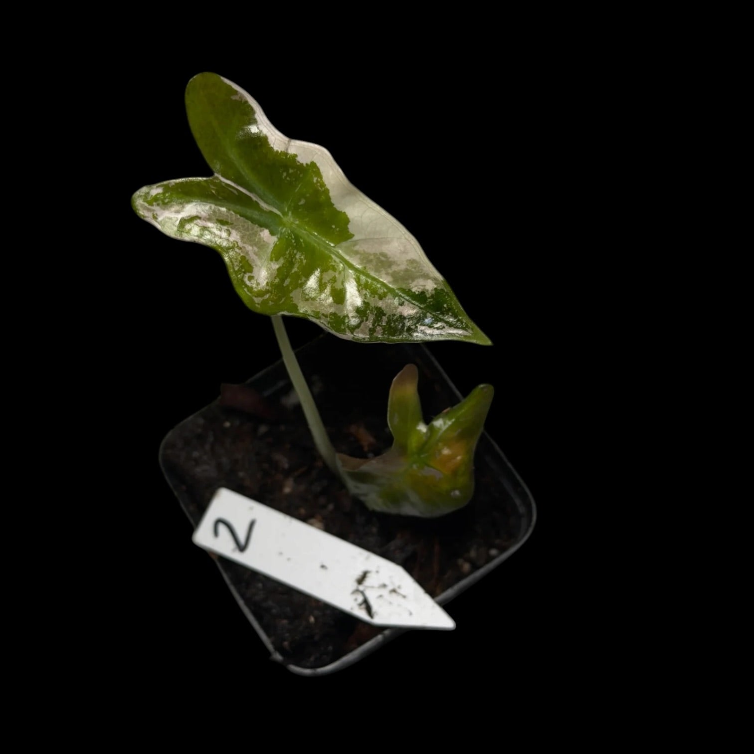 Alocasia Nobilis Pink