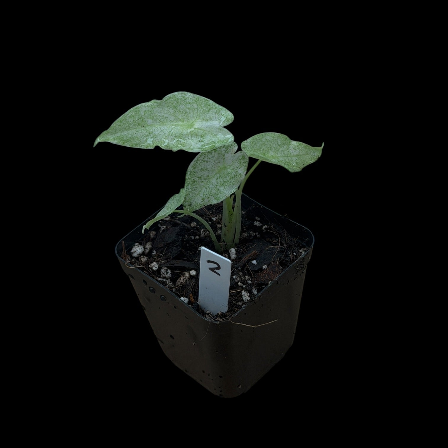 Alocasia Longiloba Black Satun 'Stardust'