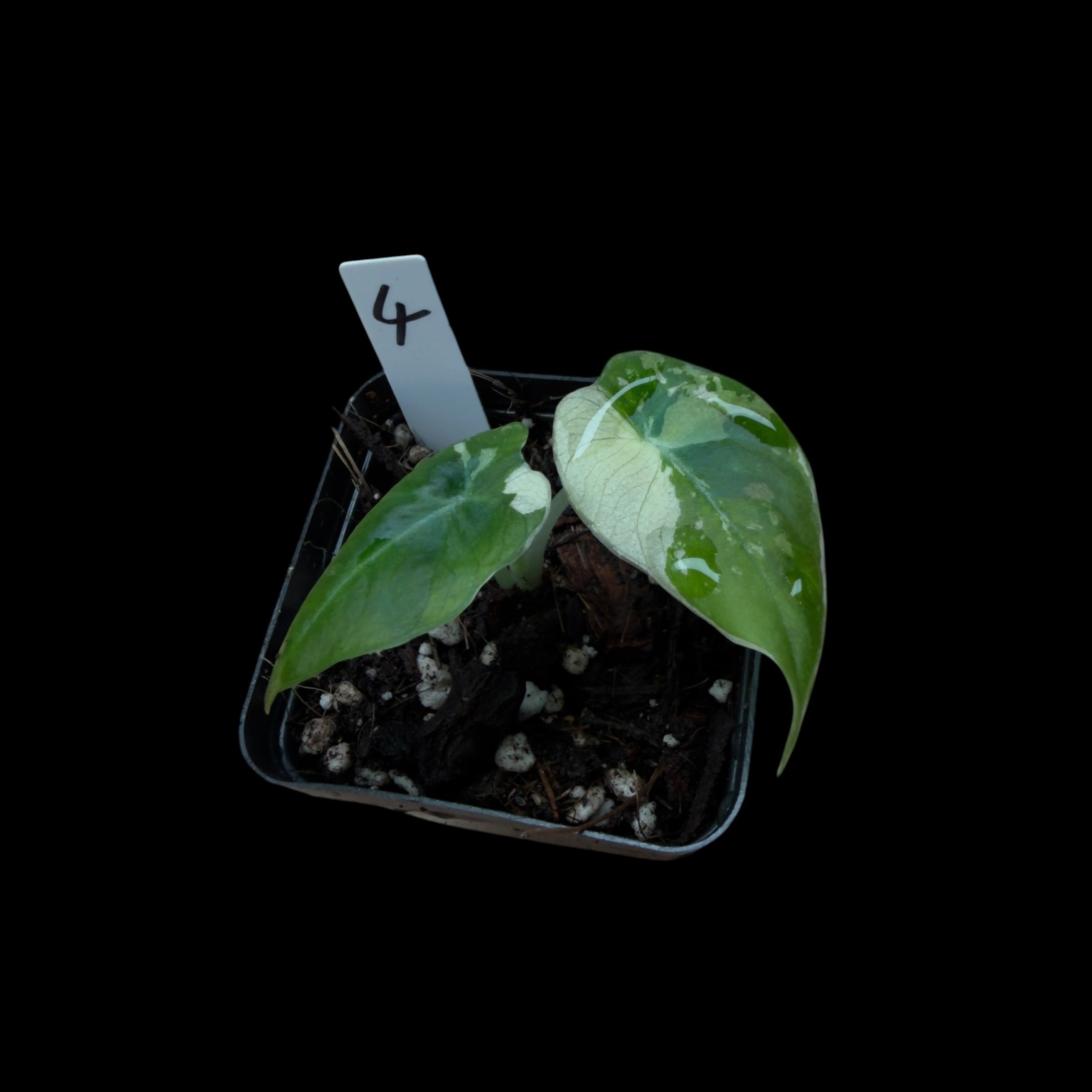Alocasia Black Velvet Pink