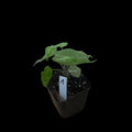 Alocasia Longiloba Black Satun 'Stardust'