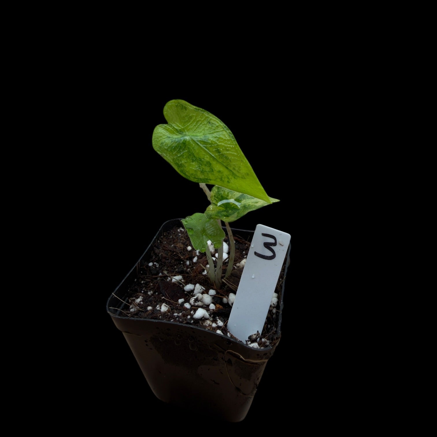 Alocasia Jacklyn Var. / A-Grade