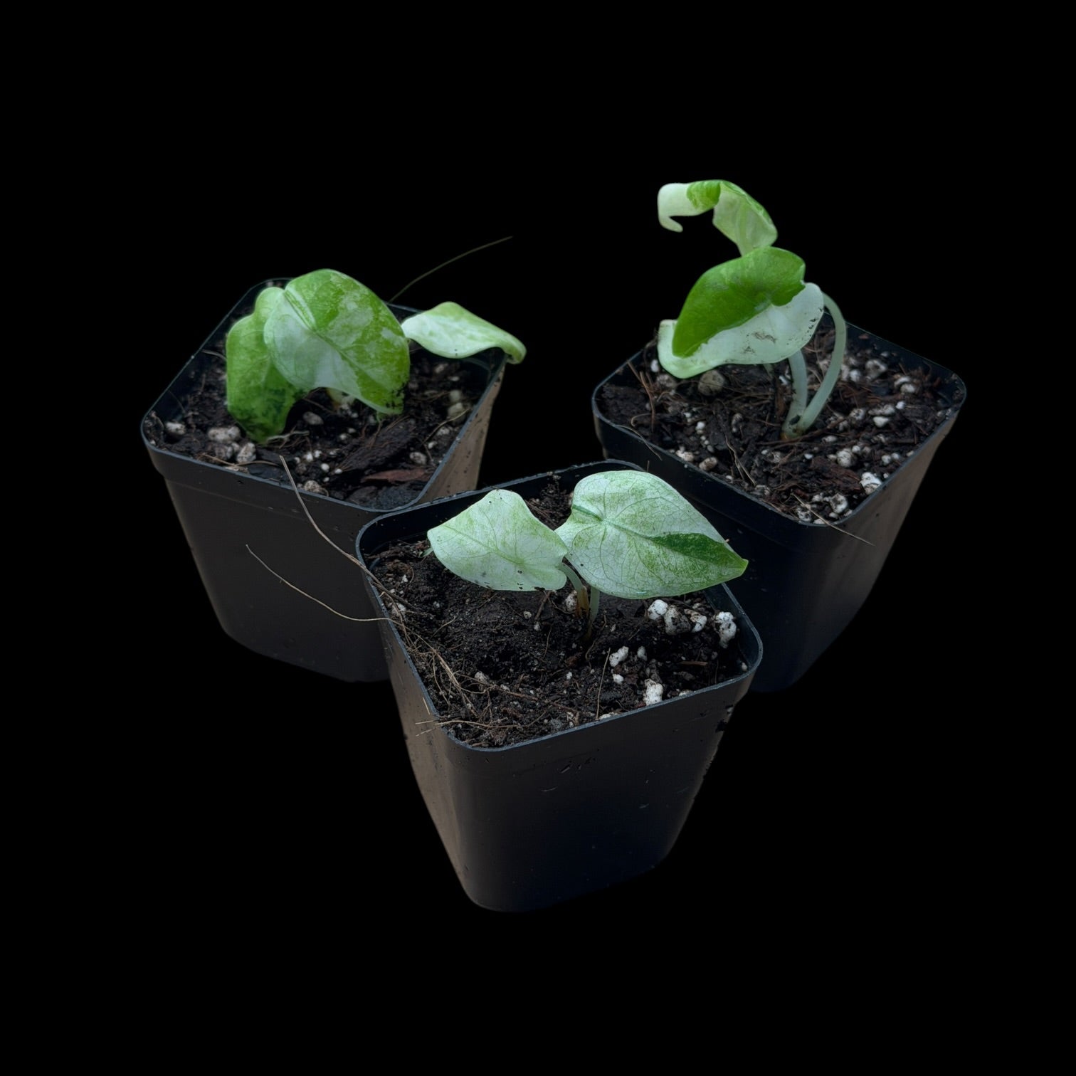 Alocasia Watsoniana Glossy Variegata