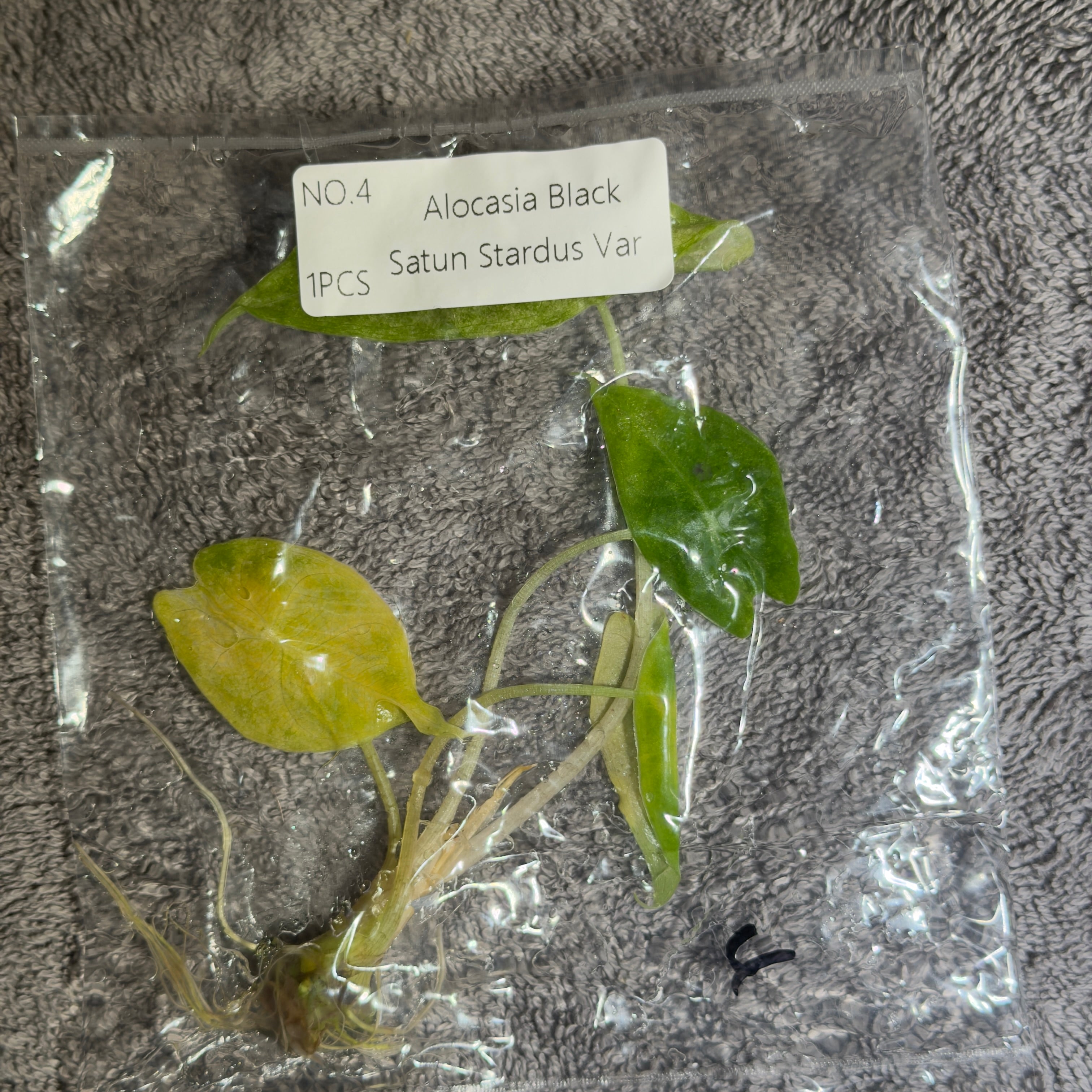Alocasia Black Satun Stardust | TC