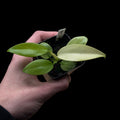 Philodendron Whipple Way