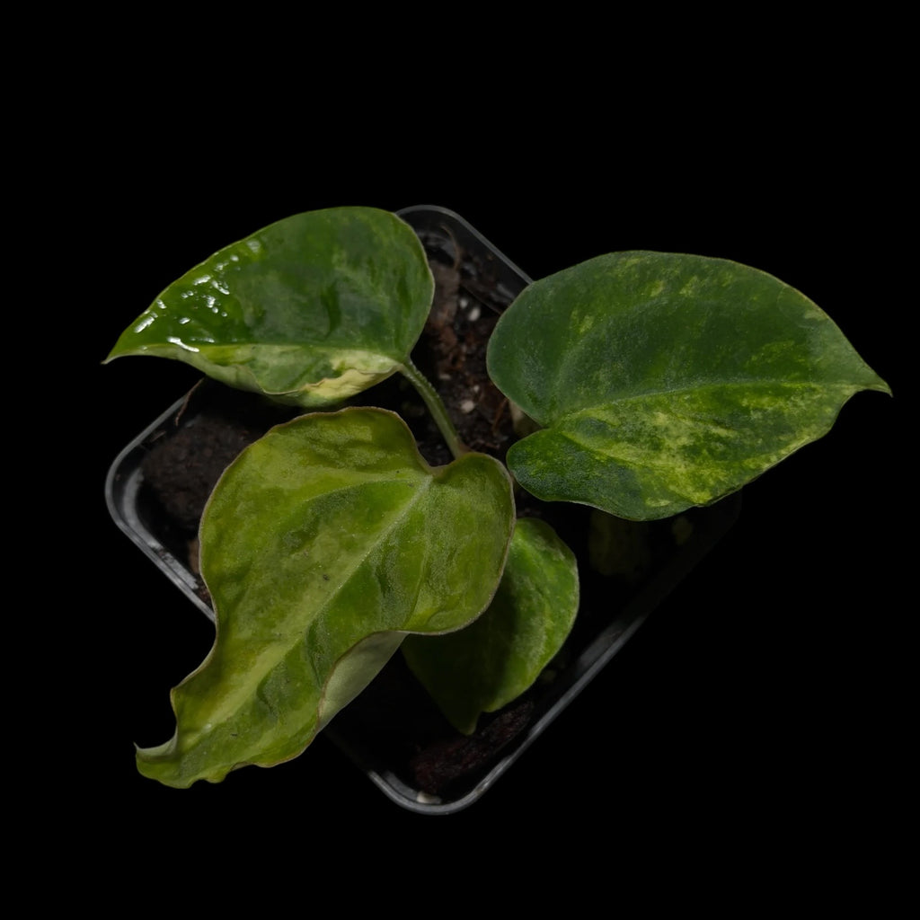 Anthurium Seppuku x Odin