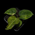 Anthurium Seppuku x Odin