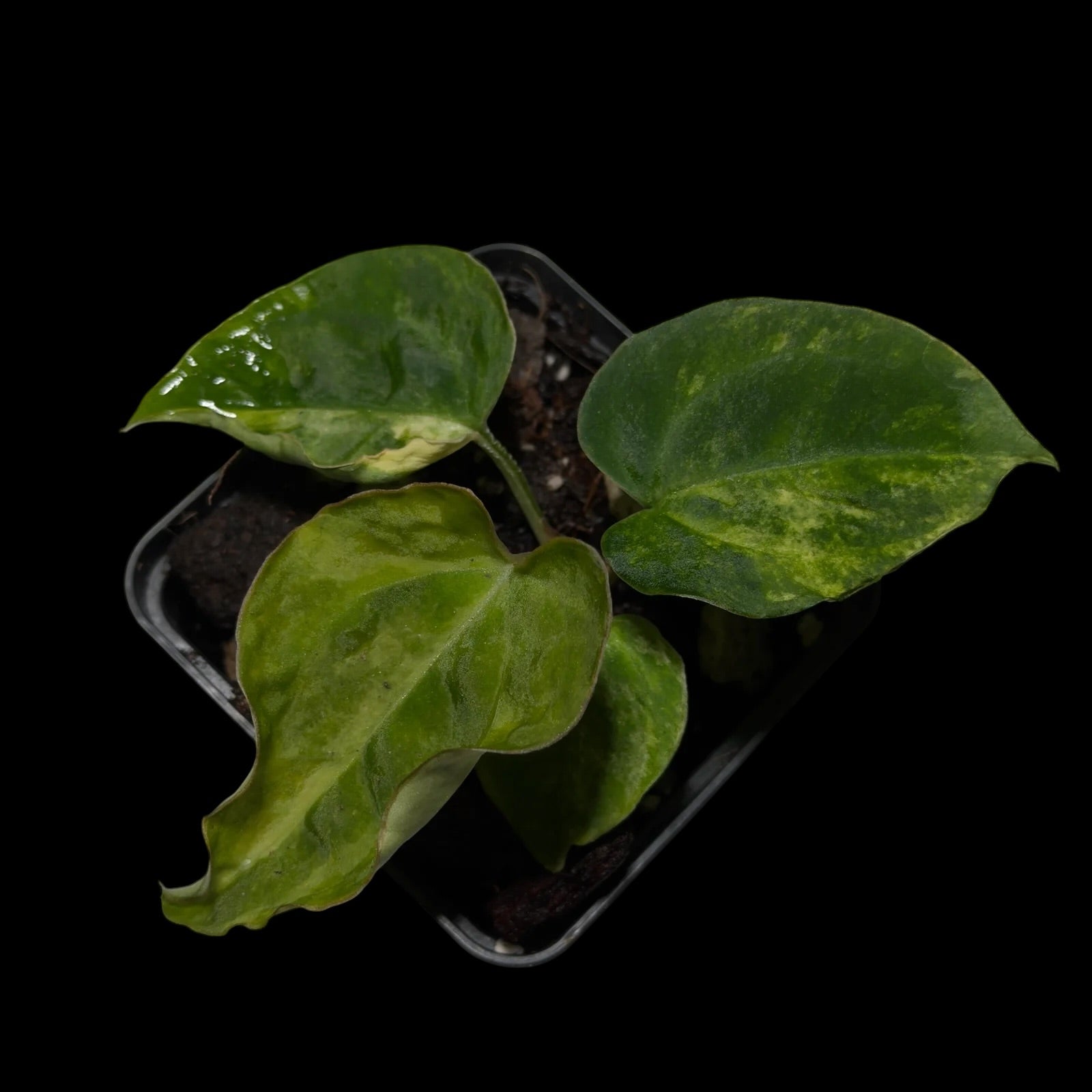 Anthurium Seppuku x Odin