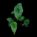 Alocasia Olanii | Growers Choice
