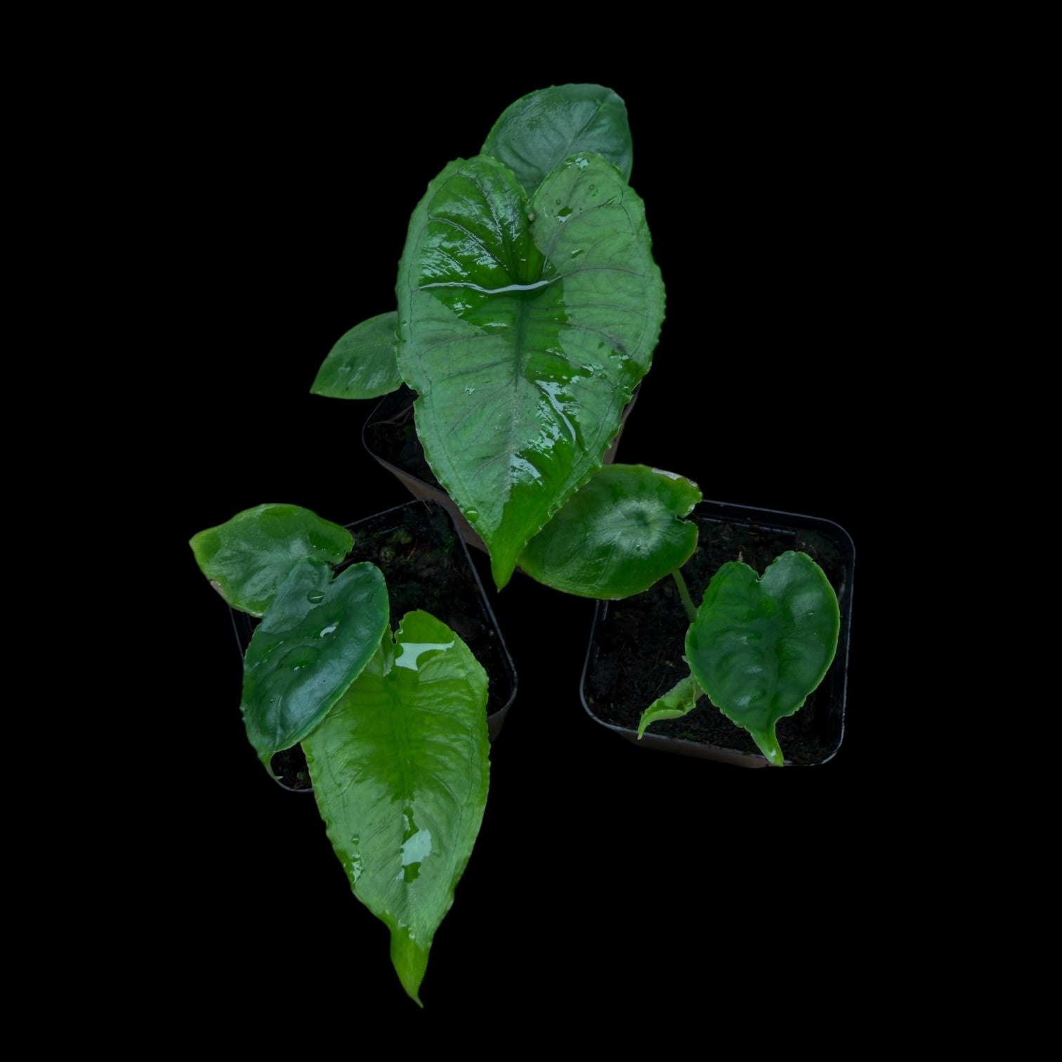 Alocasia Olanii | Growers Choice