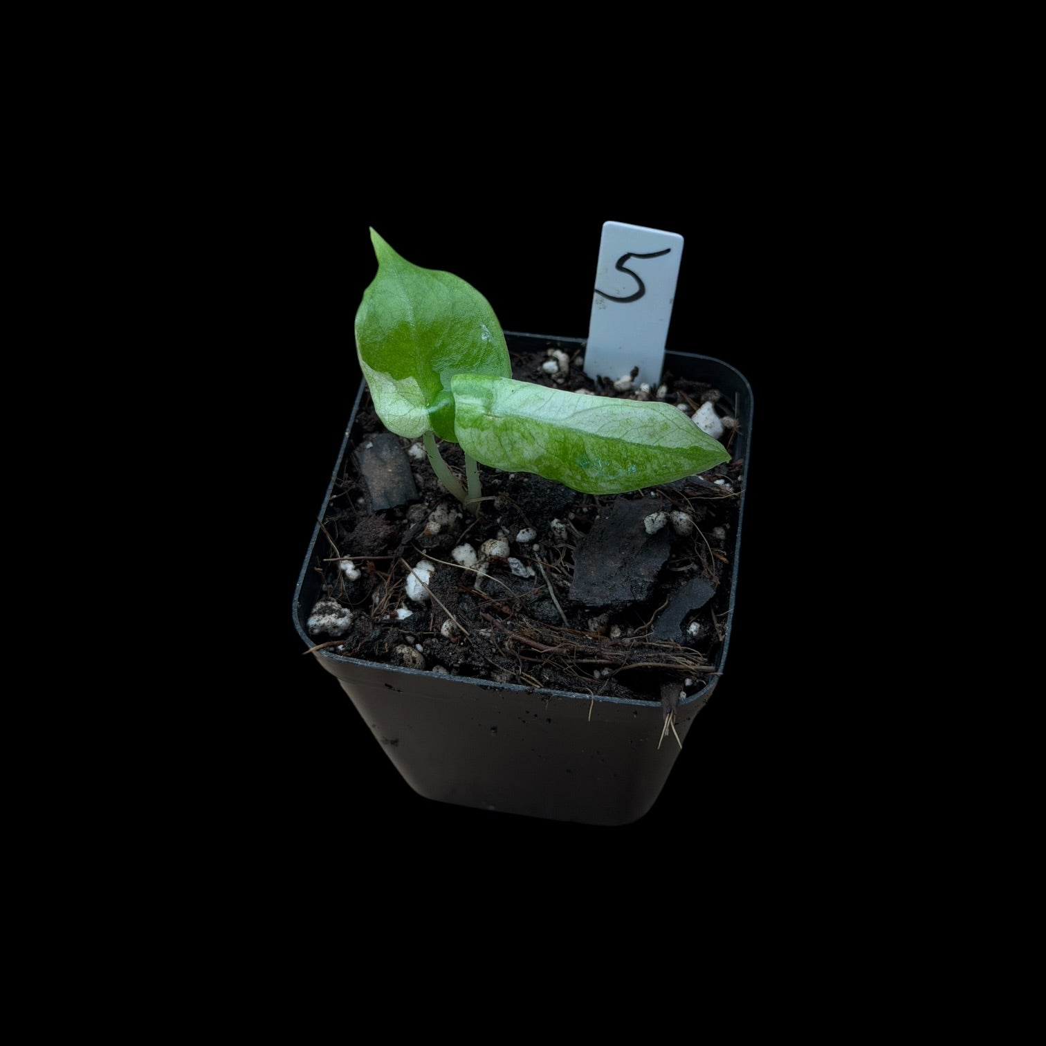 Alocasia Watsoniana Glossy Variegata
