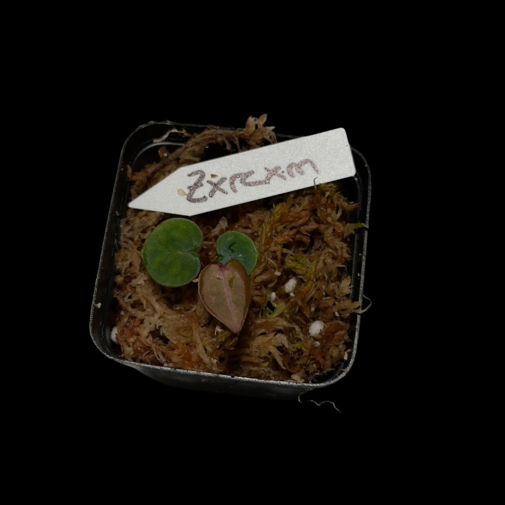 Anthurium (Zarax Rc) x Michelle