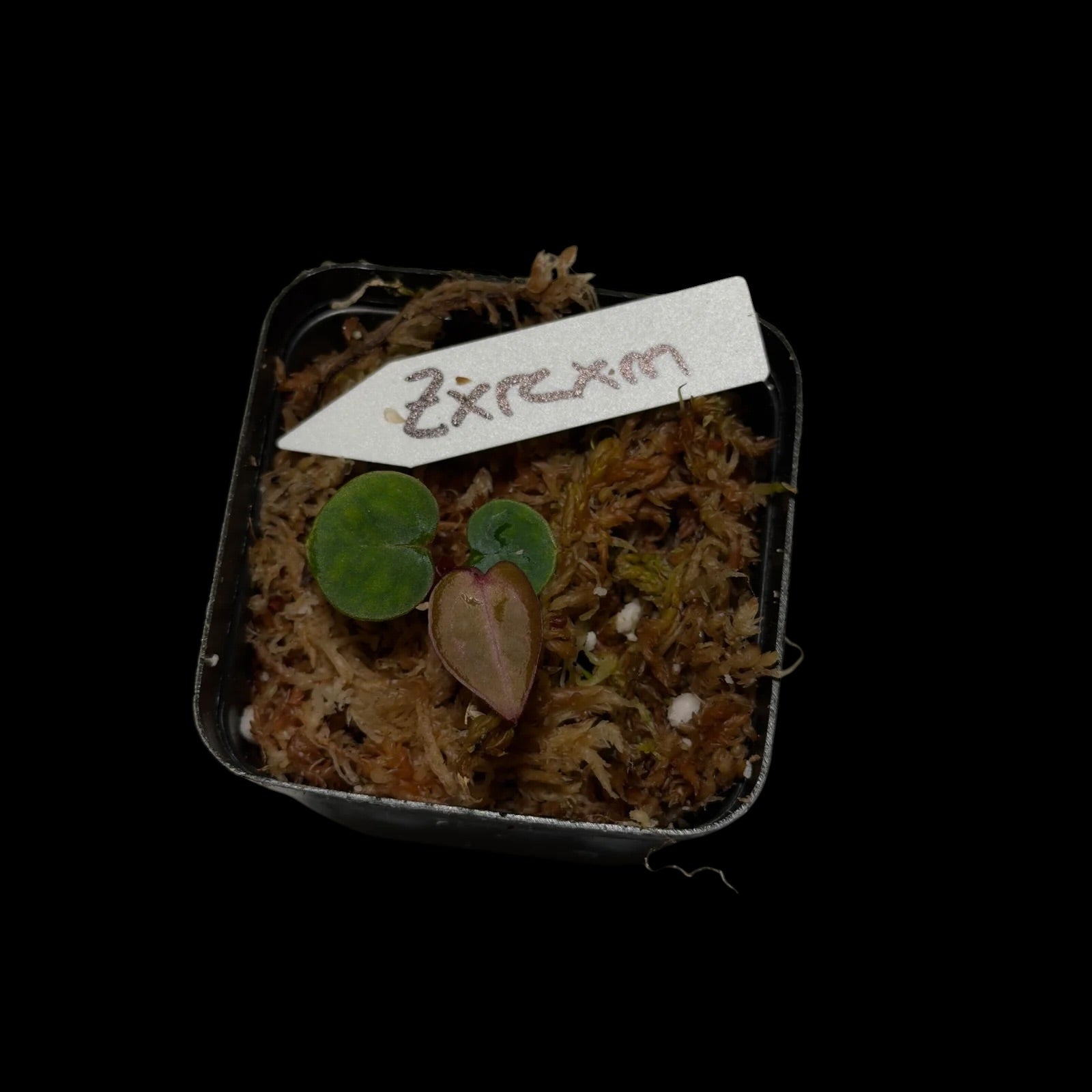 Anthurium (Zarax Rc) x Michelle