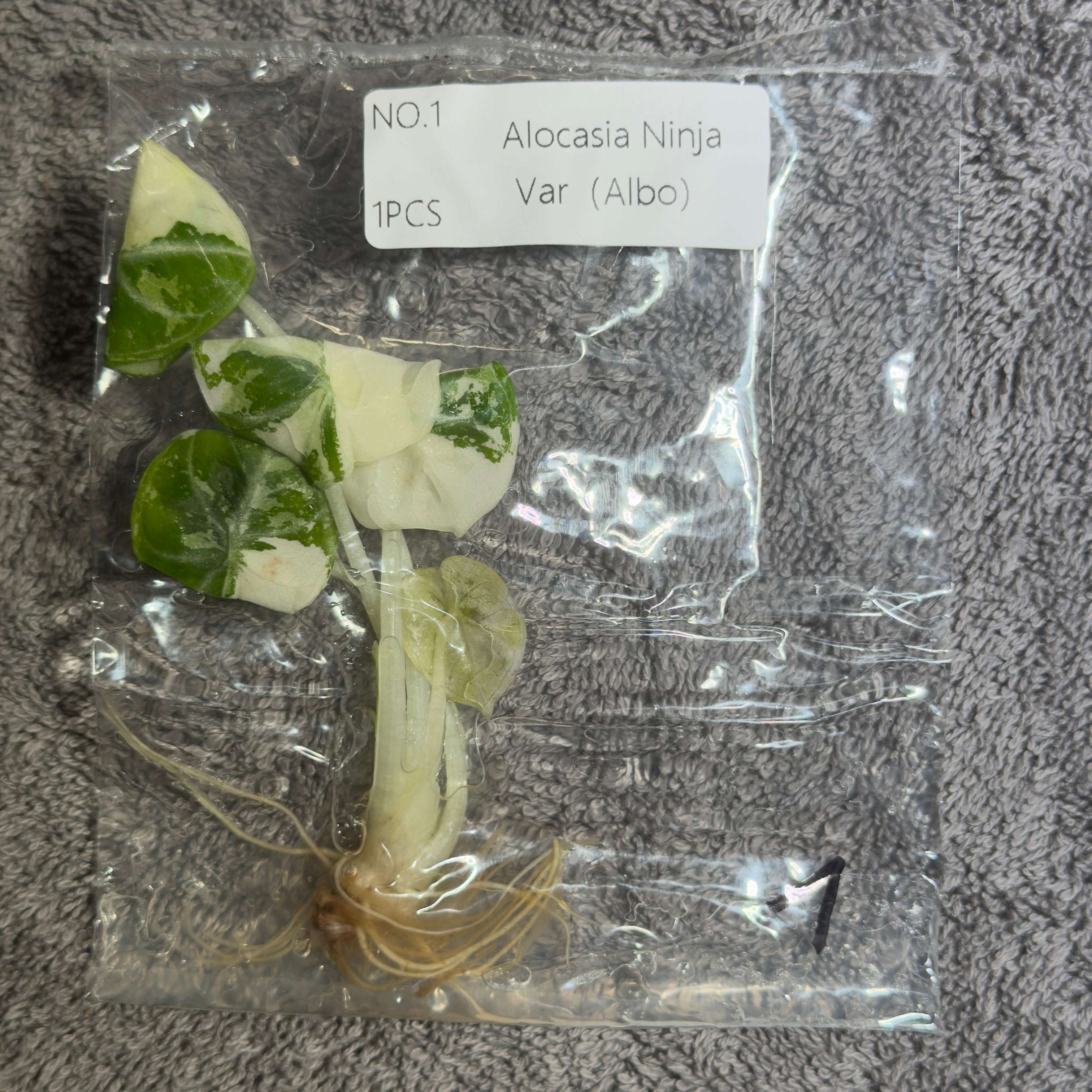 Alocasia Ninja True Albo | TC