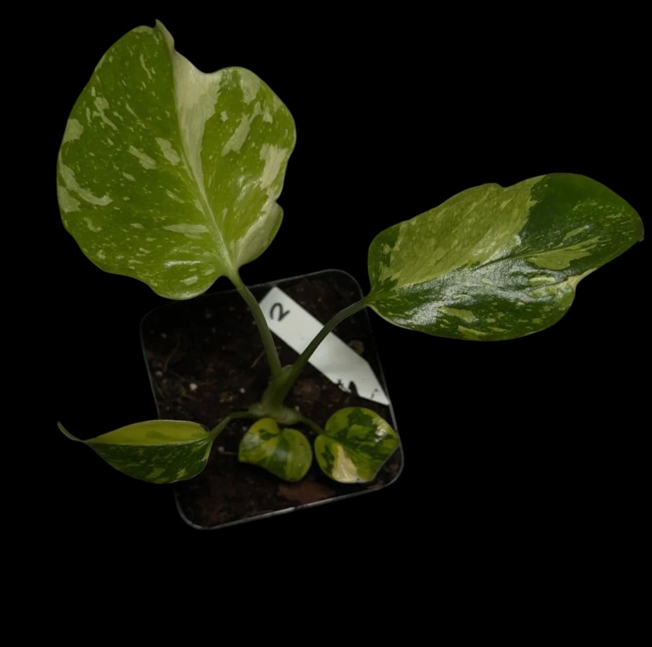Monstera Electrolyte