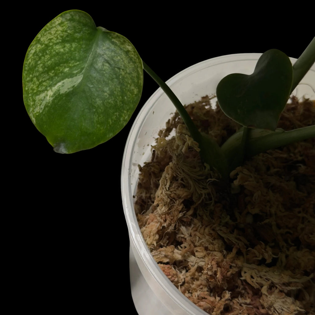 Monstera Siam Mint