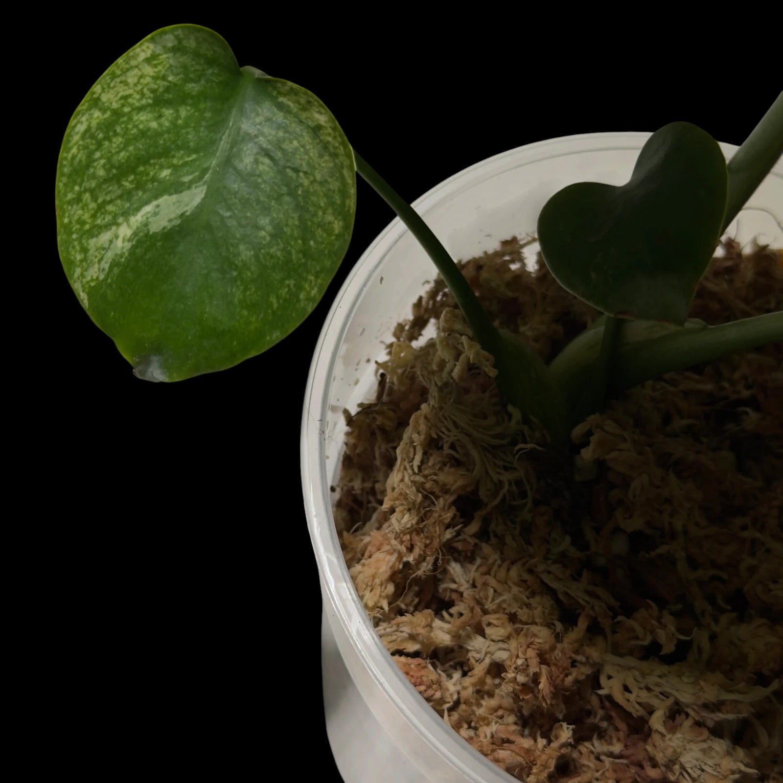 Monstera Siam Mint