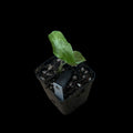 Alocasia Longiloba Black Satun 'Stardust'