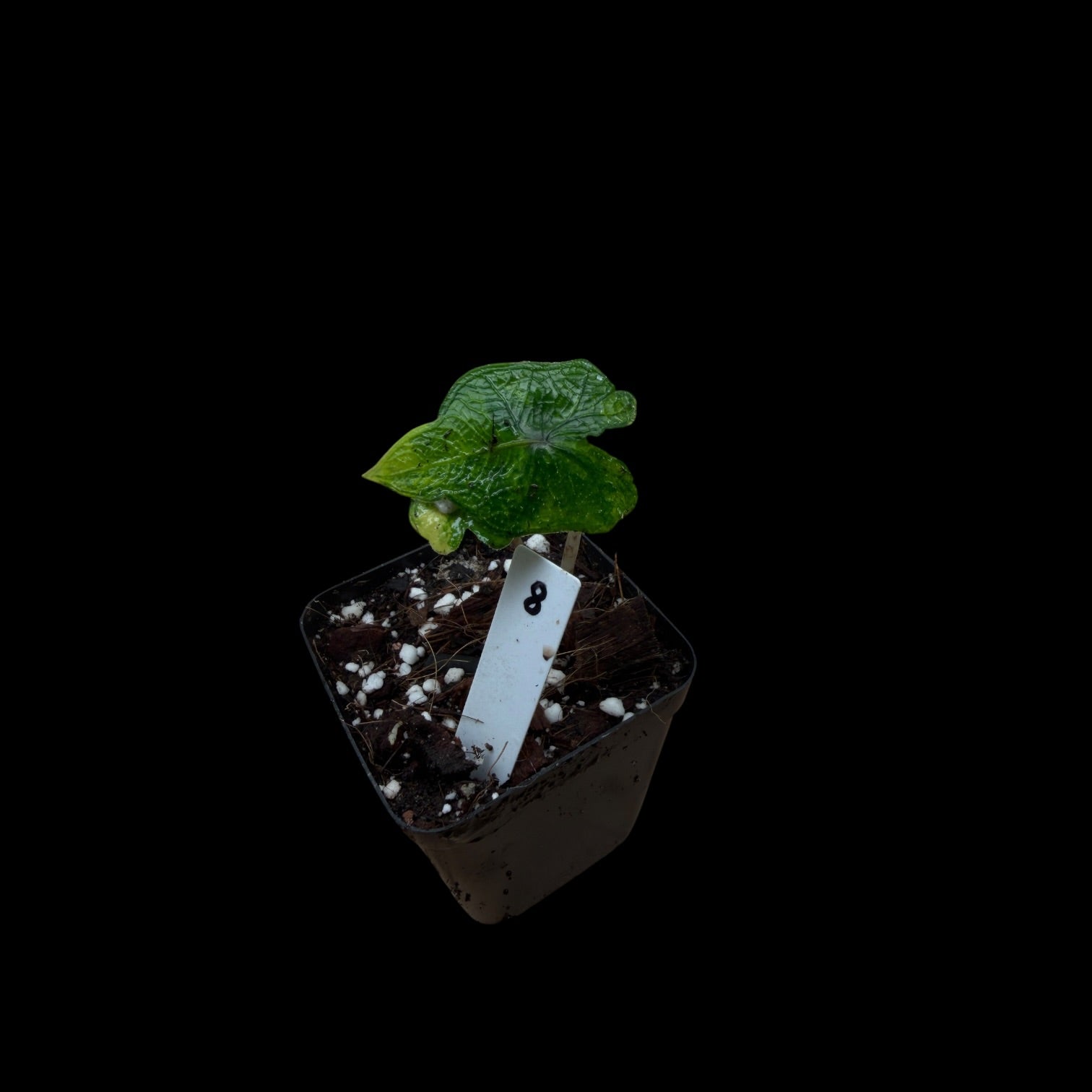 Alocasia Jacklyn Var. / A-Grade