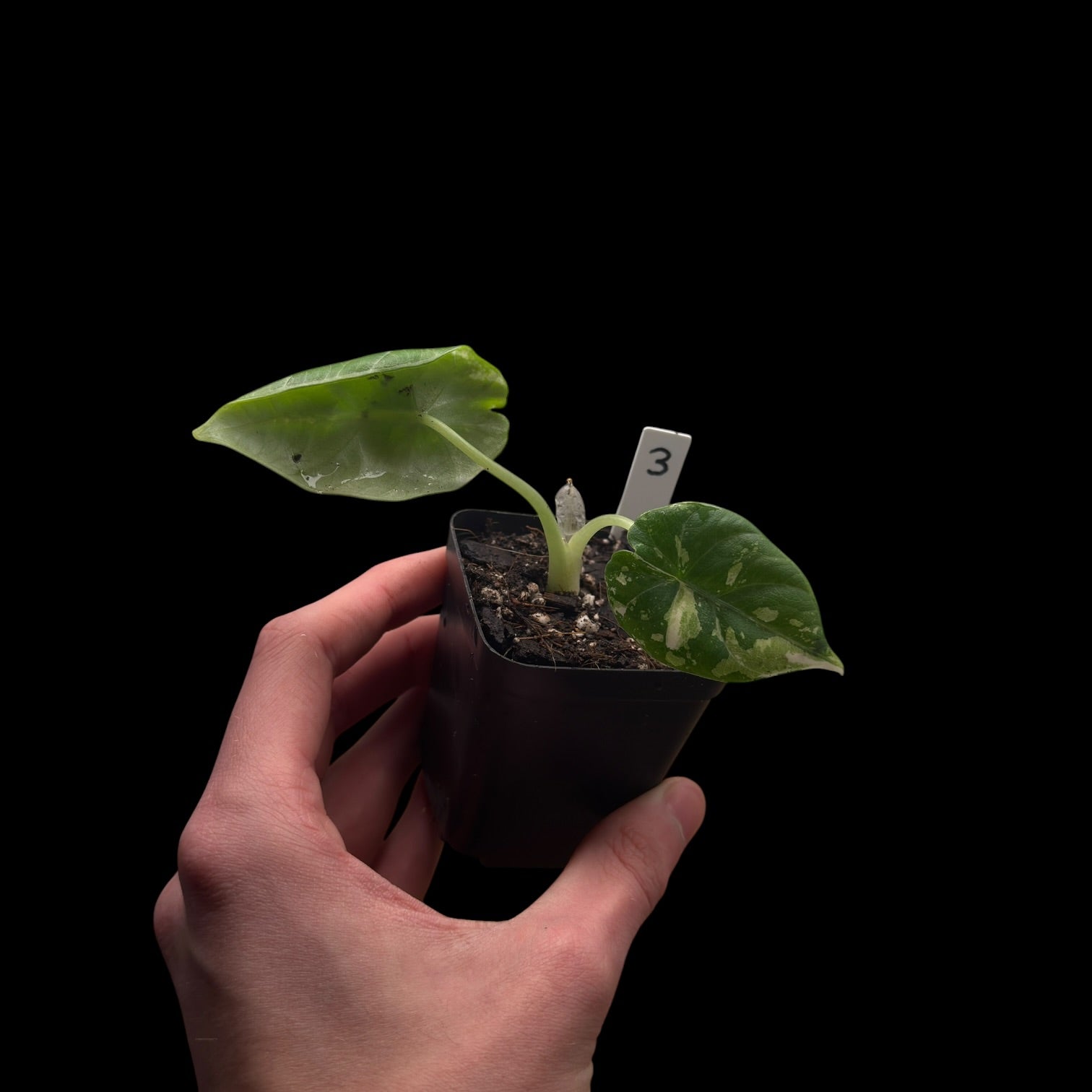 Alocasia Maharani Var.